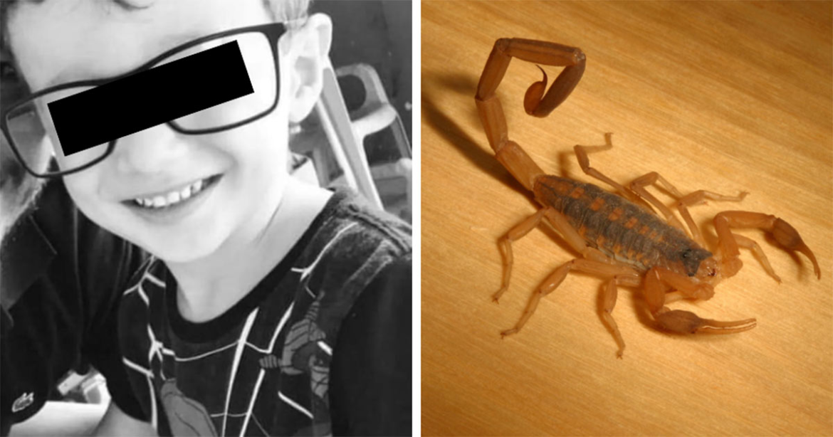Un niño de siete años murió tras ser picado por el escorpión más peligroso de Sudamérica